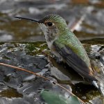 Hummer14.jpg