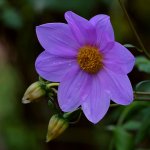 Dahlia2.jpg