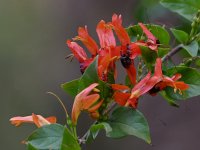 OrangeFlower.jpg