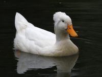 Goose.jpg