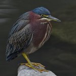 GreenHeron4.jpg