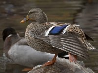 Mallard.jpg