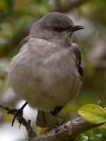Mockingbird5.jpg