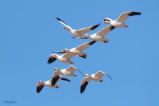 SnowGeese-42.jpg