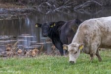 RD5_6637-Cows.jpg