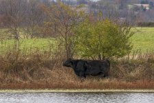 RD5_6641-Cow.jpg