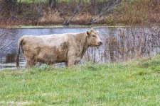 RD5_6643-Cow.jpg