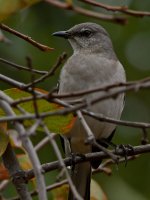 Mockingbirds2.jpg