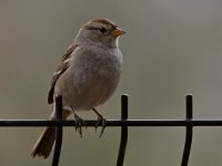 Sparrow.jpg