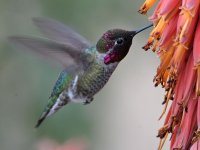 Hummer5.jpg