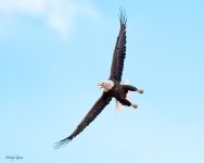 EagleFlight-44.jpg