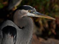 BlueHeron6.jpg