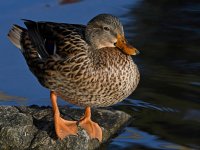 Mallard8.jpg