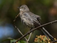 Mockingbird14.jpg