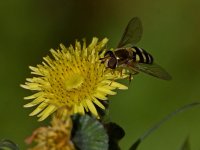 HoverFly2.jpg