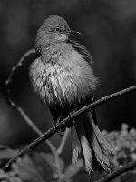 MockingbirdBW.jpg