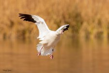 SnowGooseFlight-44.jpg