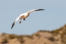 SnowGooseFlight-48.jpg