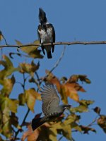 Kingfisher3.jpg
