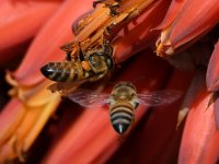 Bees6.jpg