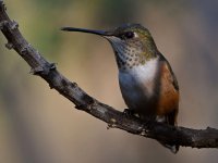 Hummer5.jpg