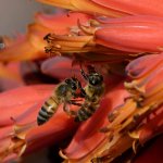 Bees4.jpg