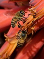Bees7.jpg