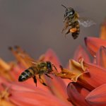 Bees.jpg