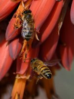 Bees10.jpg