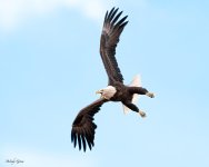 EagleFlight-45.jpg