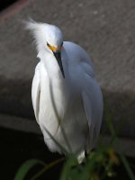 Egret.jpg