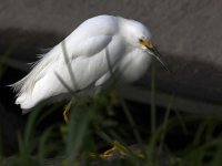 Egret3.jpg