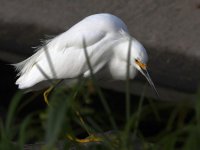 Egret4.jpg