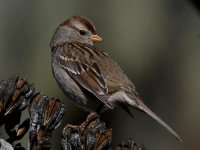 Sparrow4.jpg