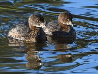 Grebe4.jpg