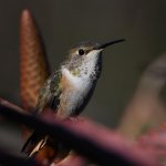 Hummer9.jpg