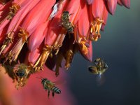 Bee.jpg