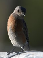 Bluebird4.jpg