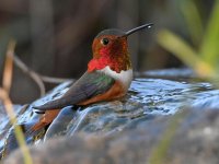 Hummer4.jpg