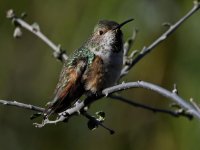 Hummer13.jpg
