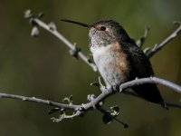 Hummer15.jpg