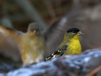 Goldfinch2.jpg