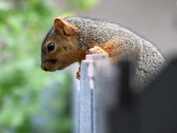 Squirrel.jpg
