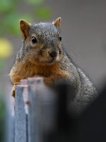 Squirrel2.jpg