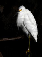 Egret2.jpg