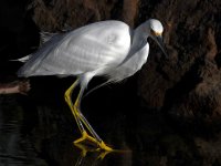 Egret4.jpg