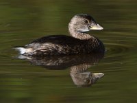 Grebe.jpg