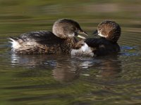 Grebe2.jpg