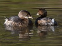 Grebe3.jpg