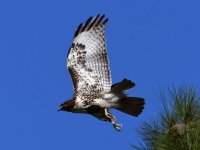Hawk.jpg